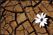 resilience icon